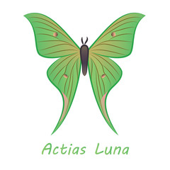 Drawn butterfly with latin name Actias luna on a white background