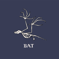 Bat skeleton drawing with inscription. Hand drawn vector illustration of bat bones. Halloween and Samhain concept