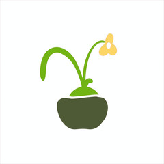plant in pot