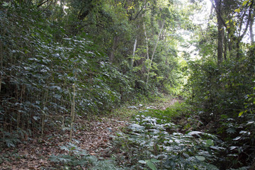 Footpath in the tropical forest in the mountain of El Avila
