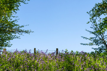 Bluebells against the sky in spring