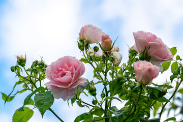 Pink roses in a summer garden against a bright blue sky. Floral spring and summer background with...