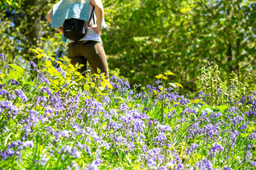 Field of bluebells in springtime and selective view of a woman in the outdoors, Kent, England