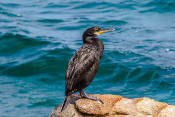 cormorant on a rock