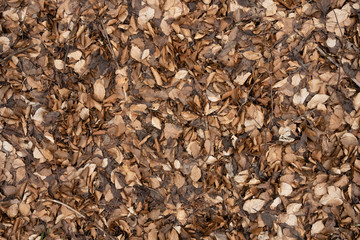 Blätterboden in einem gesunden, deutschen Wald