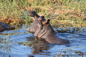 Baby hippo yawning in Chobe National Park, Botswana