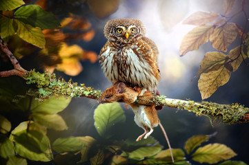 Small owl in deep magic forest. The Eurasian pygmy owl with mouse. Glaucidium passerinum