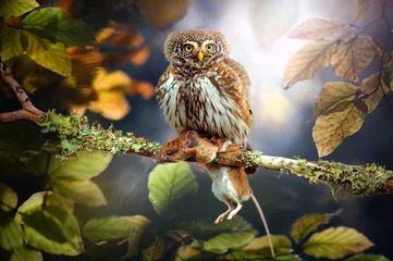 Zelfklevend Fotobehang Small owl in deep magic forest. The Eurasian pygmy owl with mouse. Glaucidium passerinum © Milan