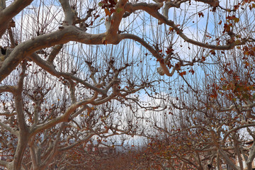 Fototapeta premium Leafless trees in autumn