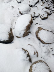 snow covered branches