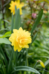 Narcissus, golden ducat in garden.Narcissus golden ducat, double daffodil a popular hybrid specie in horticulture, Decorative garden plants, Nature background.