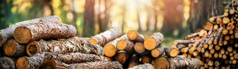 Forest pine and spruce trees. Log trunks pile,  the logging timber wood industry. Wide banner or...