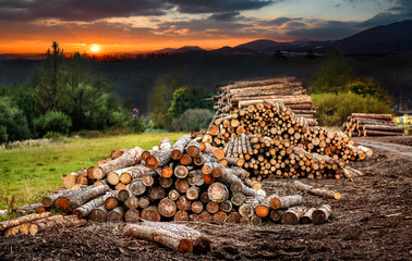 Pins forestiers et épinettes. Pile de troncs de rondins, l& 39 industrie du bois d& 39 exploitation forestière.
