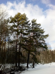 trees in winter