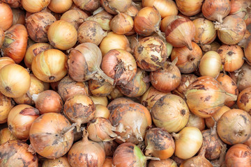 ripe onion bulbs for the entire frame, close-up, agricultural production, harvesting