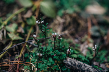 white flowers