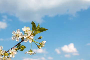 branch with blooming white flowers, cherry blossoms, against the blue blue sky