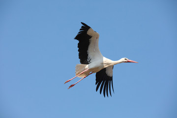 Fliegende Störche mit Jungtieren im Nest Weißstorch