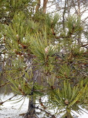 branch of pine tree