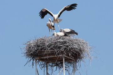 Fliegende Störche mit Jungtieren im Nest Weißstorch