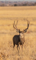 Naklejka na ściany i meble Mule Deer Buck in Colorado During the Rut in Autumn