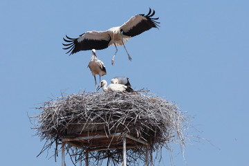 Fliegende Störche mit Jungtieren im Nest Weißstorch