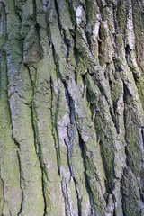 thick bark from a large oak tree