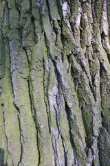 thick bark from a large oak tree