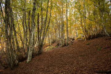 Fototapeta premium the golden sunset light, passes through the branches and the trees of the Tuscan hills