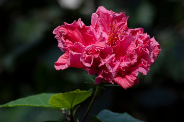 Fototapeta premium red flower in the garden