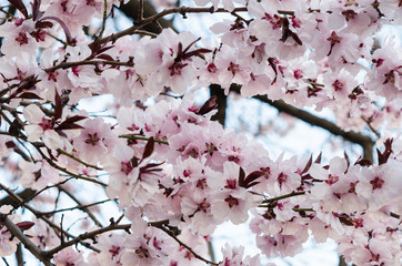Beautiful spring nature scene with blooming tree. Spring blooming with copy space. Cherry blossoms. 