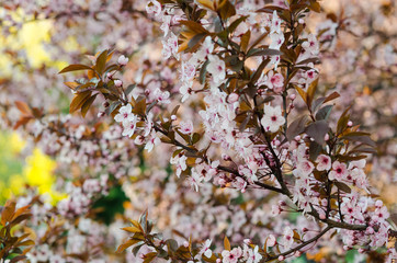 Beautiful spring nature scene with blooming tree. Spring blooming with copy space. Cherry blossoms. 