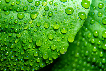 Raindrops, water on a lemon leaf. Fresh, juicy, beautiful tree leaf close-up. Summer, spring background. © Olga