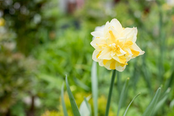 Yellow daffodils in full bloom on nature background, close up.White flower of daffodil ,Narcissus, cultivar Obdam from Double Group,Blooming daffodils in the spring,growing in a field