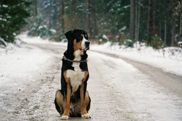 great dane dog