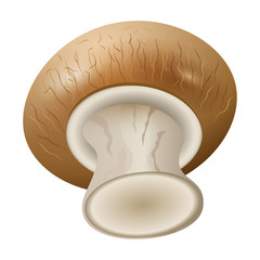 Champignon vector icon.Realistic vector icon isolated on white background champignon .
