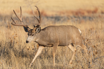 Mule Deer Buck in Colorado During the Rut in Autumn