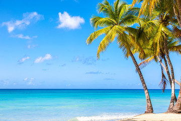Fototapeta na wymiar Palm trees on the caribbean tropical beach. Saona Island, Dominican Republic. Vacation travel background