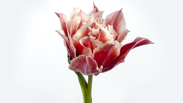 Beutiful pink striped colorful tulip flower blooming on white background. Timelapse. 4K