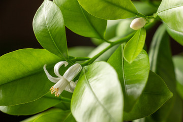 Obraz premium Small white flowers of citrus plant Calamondin, Citrofortunella microcarpa, Citrus madurensis with light green young leaves, close-up with selective focus. Indoor citrus tree growing