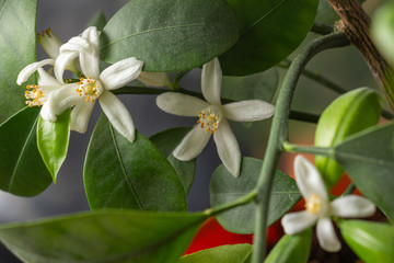 Small white flowers of citrus plant Calamondin, Citrofortunella microcarpa, Citrus madurensis with...