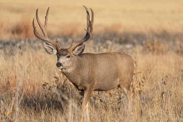 Mule Deer Buck in Colorado During the Rut in Autumn