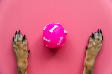 Pink toy ball lies between the dog's front paws on a pink background