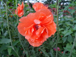 Bright red poppy flower close-up