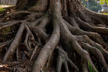 roots