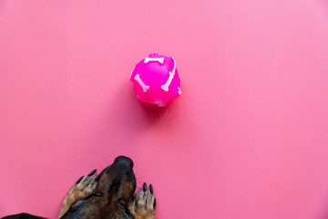 Close up happy dog looks at pink ball on pink background