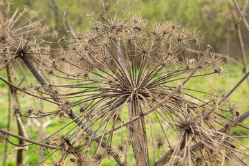 dry hogweed of young spring grassdry hogweed against the background of young spring grass