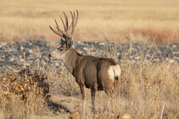 Mule Deer Buck in Colorado During the Rut in Autumn