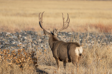 Mule Deer Buck in Colorado During the Rut in Autumn