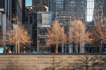 brown trees during autumn winter at the 9/11 national memorial in front of glass skyscraper. New...